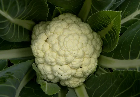 بهترین کلم صدفی + قیمت خرید عالی